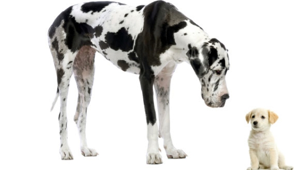 paw paws home-dogs_620