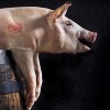 The Blocks Live pig