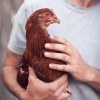 The Grounds chicken