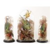 Parrot and grasses ornithological display