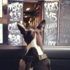 dogs