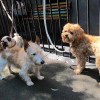 dogs2
