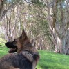 dogs3