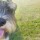 Dog Society Dog Society